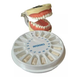 VDTC Tipodonto Tipo Nissiin Encía Suave 32 Dientes + Jgo Dientes