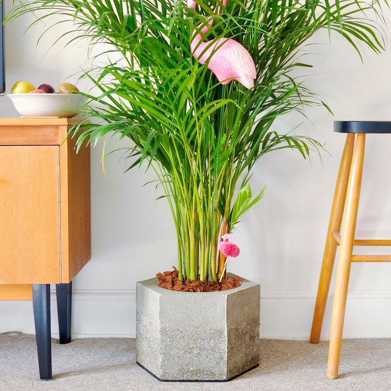 Halatool 4 Pcs Coconut Coir Chips for Plants - 4.4