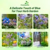 Outsidepride Blue Borage Seeds for Planting – 1 oz. Annual,