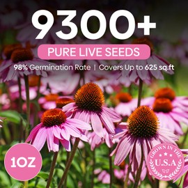 Groundio Purple Coneflower Seeds 1 OZ, Perennial Open Pollinated Non-GMO Echinacea Seeds Grown in The USA, Cone Flower Seed for Planting