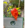Carolina REAPER Super HOT Pepper Seeds Unique Creek Homestead Certified