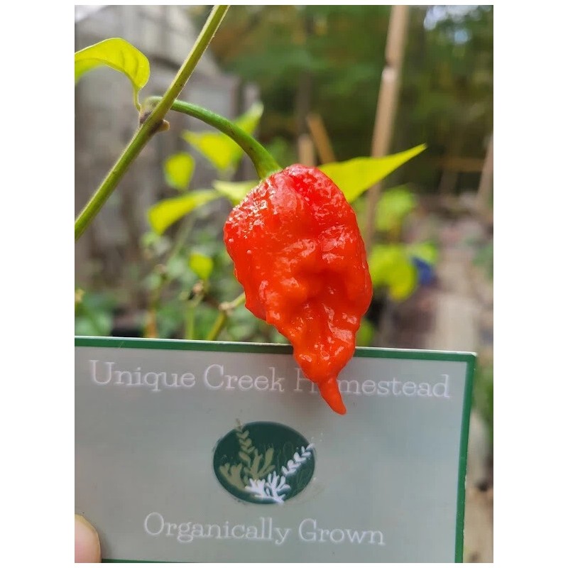 Carolina REAPER Super HOT Pepper Seeds Unique Creek Homestead Certified