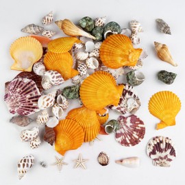 Dogrundi Mixed Shells for Crafts, Shells Decoration, Capiz Shell, Scallop, Starfish Decoration, Snail Shells for Crafts, Small Shells, Decorative Shells, for Beach Theme Party, DIY Crafts