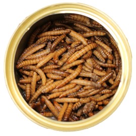 Canned Mealworms (1.2 oz. 6 Pack) - Healthy High Protein Insect Treat - Hedgehogs, Sugar Gliders, Reptiles, Wild Birds, Chickens, Lizards, Bearded Dragons, Skunks, Opossums, Fish, Amphibians, Turtles