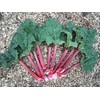Seeds4planting - Seeds Rhubarb 35 Days Garden Red Heirloom Vegetable