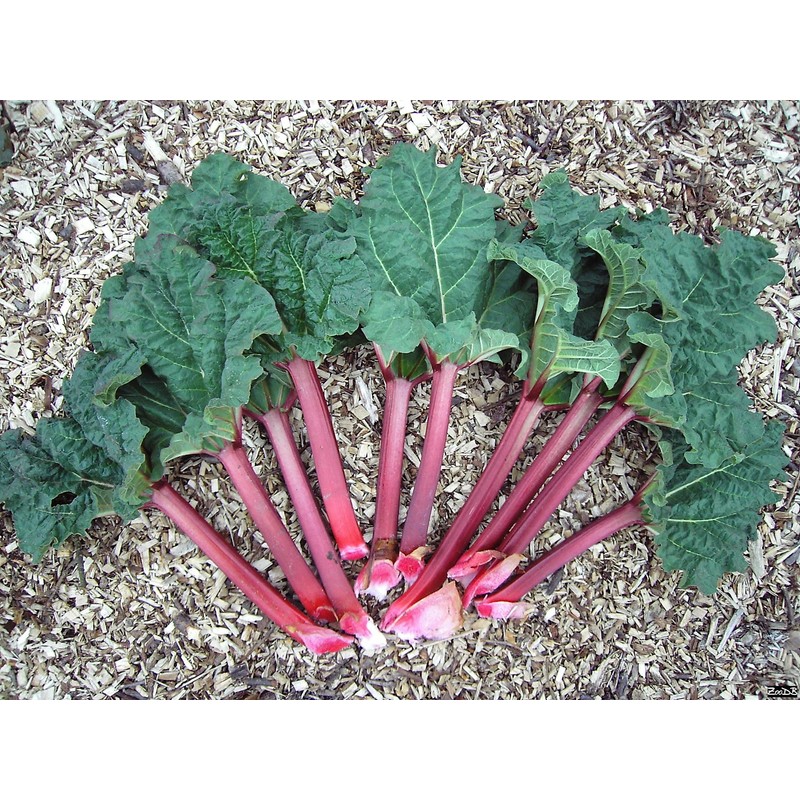 Seeds4planting - Seeds Rhubarb 35 Days Garden Red Heirloom Vegetable