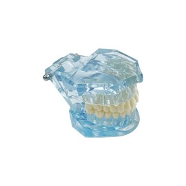 SENLIN DENTAL 1PC Transparent Normal Dental Model, Teeth Dental Teaching Model, Mouth Model for Dentistry Education and Training Demonstrations (Blue)