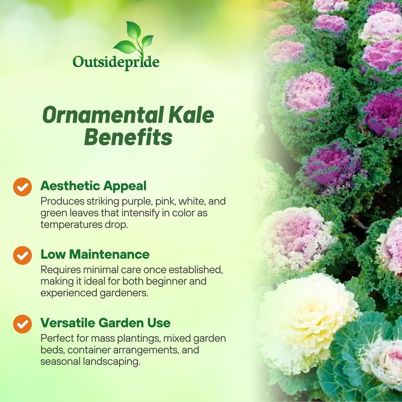 Outsidepride Ornamental Kale Seeds - 2000 Pcs. Annual, Easy to