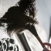 Wool Shop Ostrich Feather Dusters 13