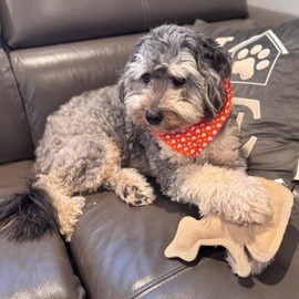 SPOT Dura-Fused Leather Raccoon Dog Toy – Real Leather & Jute Fabric, Double-Stitched & Durable, Squeaky Interactive Chew Toy for Moderate Chewers, Small & Medium Dogs, Soft Stuffed Fetch Toy, 7.25in