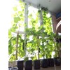 22Day Seeds: Seeds Self-Pollinated Cucumber Indoor F1 / Indoor /