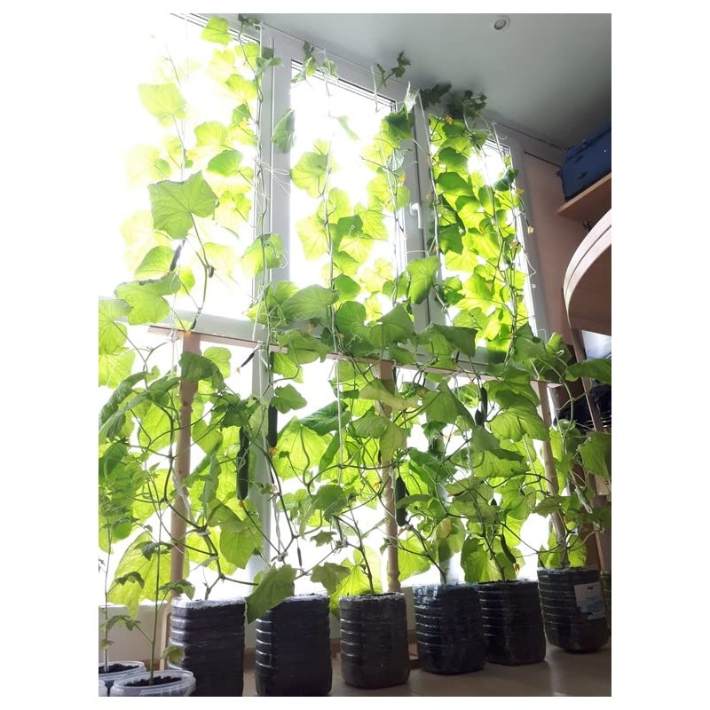 22Day Seeds: Seeds Self-Pollinated Cucumber Indoor F1 / Indoor /