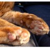 Paw to Paw Cat Paw Butter Sample (15ml) Natural Lick