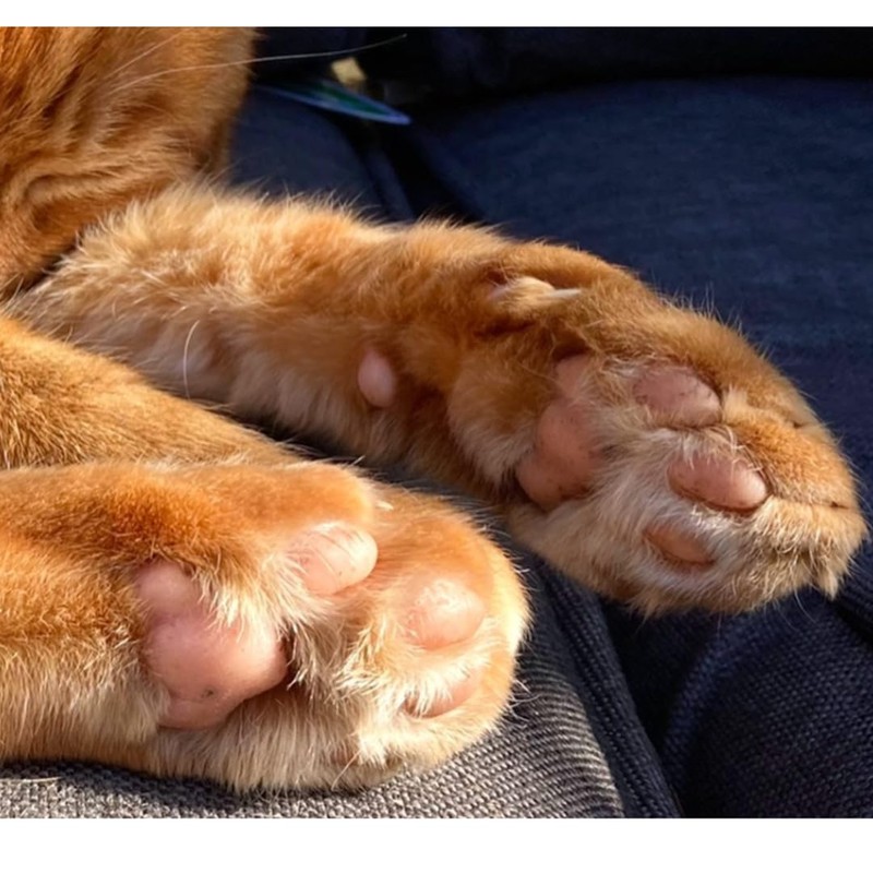 Paw to Paw Cat Paw Butter Sample (15ml) Natural Lick