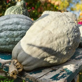 Park Seed Hubbard Blue Organic Winter Squash Seeds, Pack of 20 Seeds