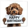 Geburtstagskarte "Happy Birthday", Cavapoo, niedlicher Hund, 145 x 145 mm