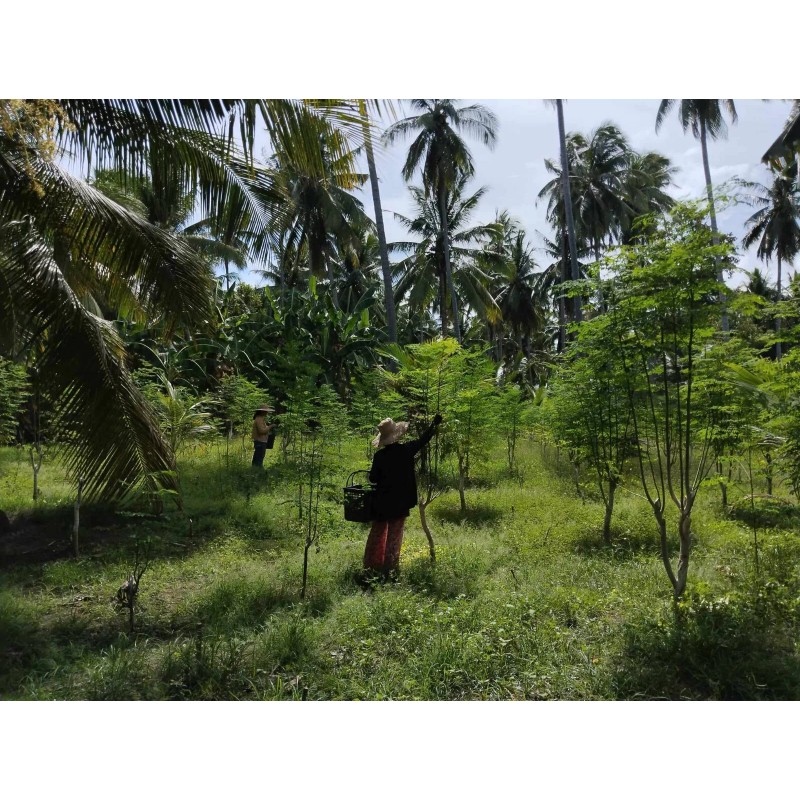 YOKABA Moringa Oleifera Leaf Powder 500mg Capsules - 250 Count