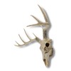 Things2Die4 Lifelike 10-Point Buck Deer Skull Replica - Exquisite Wall