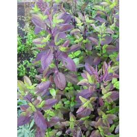 Southeast Seeds Red Leaf Holy Basil Seeds, NON-GMO, Tulsi, Monk's Basil, Ayurveda, FREE SHIPPING - 2500 Seeds or 1/8 OZ