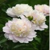 Peony Seeds Garden Plant Mixed Color Flower 10 Seeds