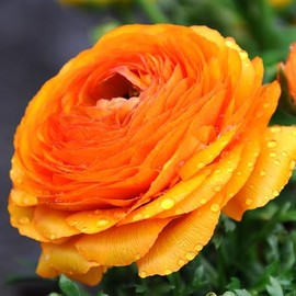 Ranunculus 'Picotee Orange' Bulbs (20 Bulbs) - Deep Orange Shades Ranunculus Bulb Corms - Large Bulbs, 8+ cm
