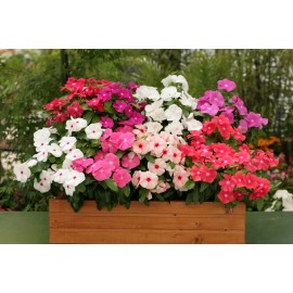 Vinca Seeds Cobra Mix 25 Seeds Flower Seeds