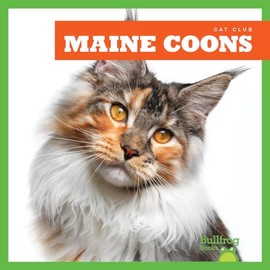 Maine Coons (Bullfrog Books: Cat Club)
