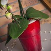 Polnix Flower Pot Round Orchid Pot Orchid Diameter 130 mm