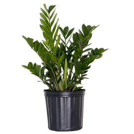 United Nursery ZZ Plant – Low-Maintenance Air-Purifying Houseplant in 10-Inch White Décor Pot – 24-30 Inches Tall – Drought-Tolerant Indoor Plant for Home and Office Decor