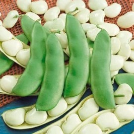 CZ Grain 75 Lima Bean Seeds for Planting - Easy to Grow - Fordhook 242 Lima Bean, Award W