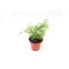 Rabbit's Foot Fern - 4'' from California Tropicals