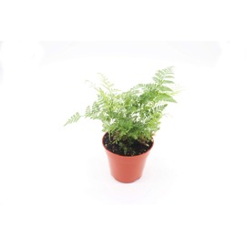 Rabbit's Foot Fern - 4'' from California Tropicals
