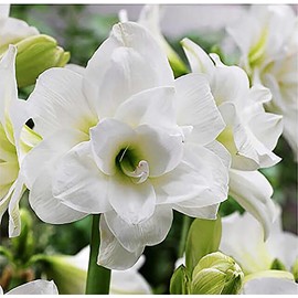 Alaska Triple White Amaryllis Bulb – Large Bulb for Planting, 4-8 Blooms, 16–24" Tall – Elegant Indoor & Outdoor Plant – Ideal for Seasonal Decor – Low-Maintenance Amaryllis Bulb (Not in Wax)