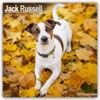 Jack Russell 2025 Square Wall Calendar | Dog Breed Calendar