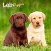 Lab Puppies | 2025 7 x 14 Inch Monthly Mini