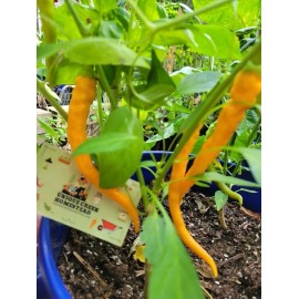 HJ3 Solar Flare Pepper Seeds Hangjiao Space Chili Peppers RARE 20,000+ Scoville