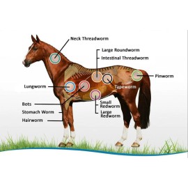 PETME4LESS CABALLO Anti-parasitos Anti-gusanos - CABALLO mata parasitos & gusano Made USA