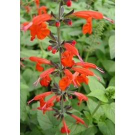 Scarlet Sage, Salvia, Hummingbird Garden, 1 Live Plant in 3.5" Pot