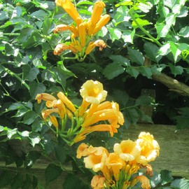 Trumpet Vine Seeds Campsis Radicans, Trumpet Creeper Attracts Hummingbirds Deer Resistant Trellises Fences Arbors Outdoor 12Pcs Flower Seeds by YEGAOL Garden