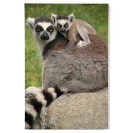 Lantern Press 12x18 Inch Premium Wood Sign, Ready to Hang Wall Decor, Ring Tailed Lemur and Baby