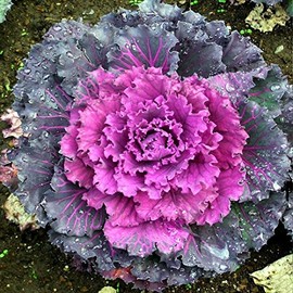 Flower Seed: Ornamental Kale Kamone Red 40 Seeds Fresh Seeds Fresh Seed