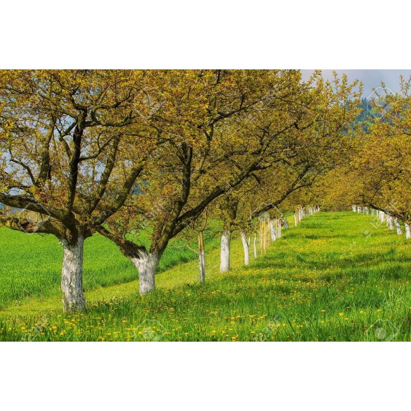 HACODE Núcleos de albaricoque orgánicos crudos amargos – 7 oz