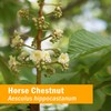 Herb Pharm Horse Chestnut Liquid Extract for Healthy Veins and