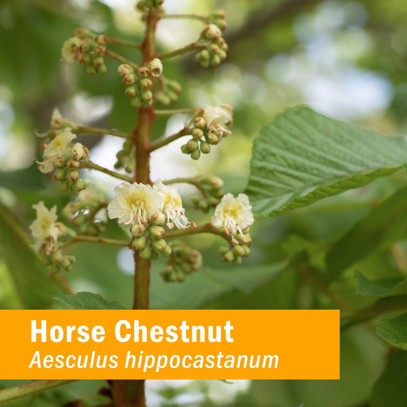 Herb Pharm Horse Chestnut Liquid Extract for Healthy Veins and