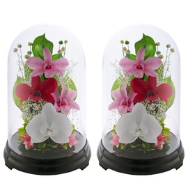 Art Four Seasons Phalaenopsis Denfare Dome Versus Design SET Pink Preserved Flowers