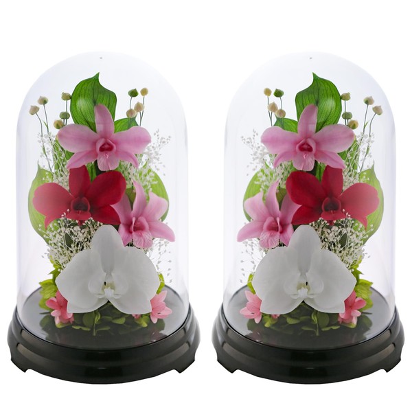 Art Four Seasons Phalaenopsis Denfare Dome Versus Design SET Pink Preserved Flowers