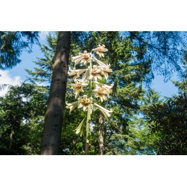 Lily Seeds-20 Giant Himalayan Lily Largest of All Lilies! Cardiocrinum giganteum