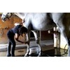 WaterWisk Equine Sweat Scraper for Horses and Ponies. Squeegee for