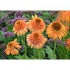 SVI Echinacea 'Supreme Cantaloupe' Flower Seeds, 50 Seeds / Pack,