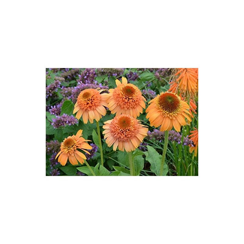 SVI Echinacea 'Supreme Cantaloupe' Flower Seeds, 50 Seeds / Pack,